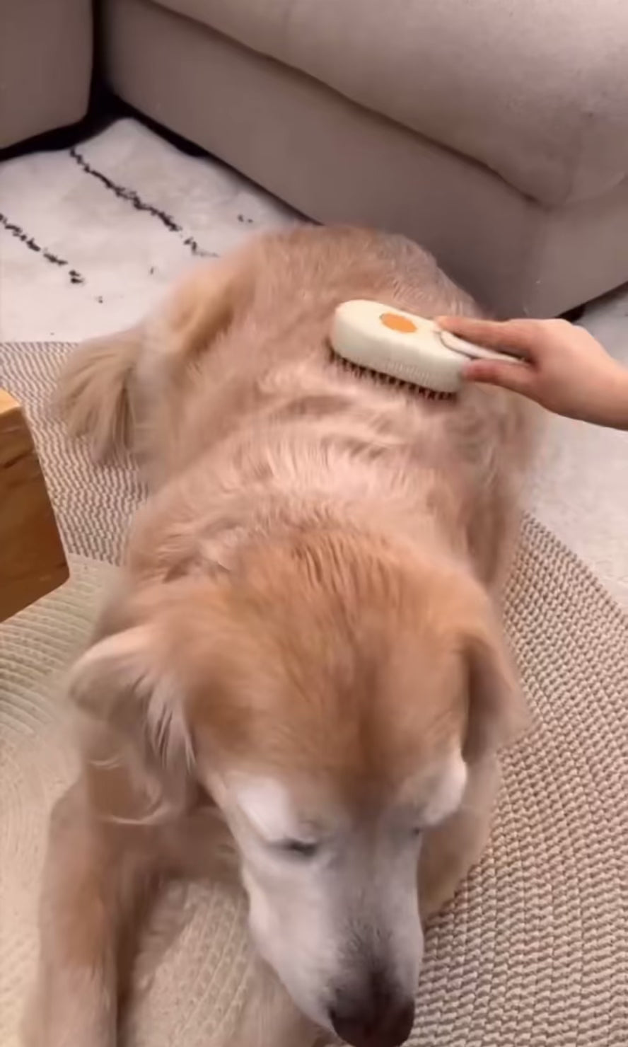 CEPILLO A VAPOR PARA MASCOTAS